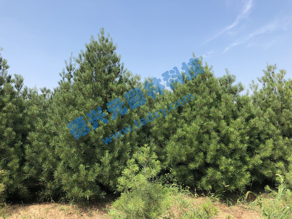 �c(di��n)���鿴Ԕ��(x��)��Ϣ��(bi��o)�}����Ƥ�� ��x�Δ�(sh��)��2276