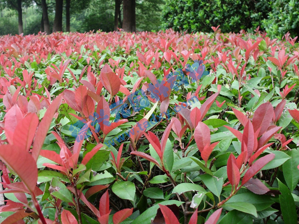 �c���鿴Ԕ����Ϣ���}���t�~ʯ� ��x�Δ�(sh��)��2467