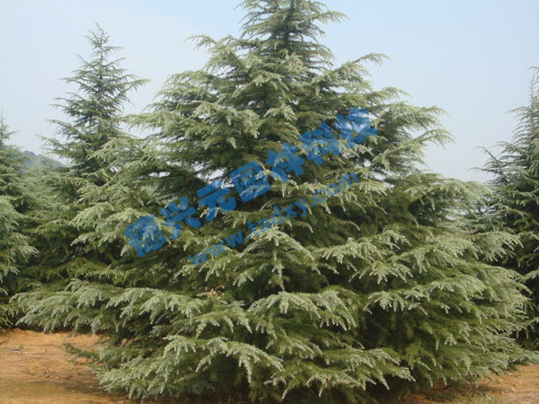 �c(di��n)���鿴Ԕ��(x��)��Ϣ��(bi��o)�}��ѩ�� ��x�Δ�(sh��)��1958