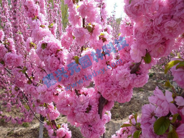 �c(di��n)���鿴Ԕ��(x��)��Ϣ��(bi��o)�}���ѻ� ��x�Δ�(sh��)��2006