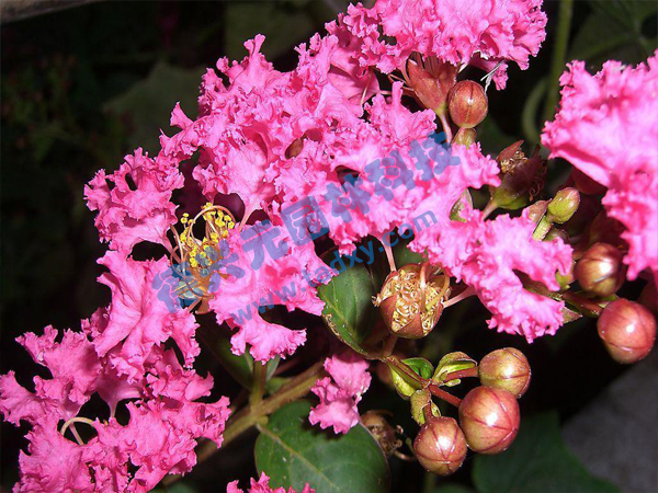 �c(di��n)���鿴Ԕ��(x��)��Ϣ��(bi��o)�}����ޱ ��x�Δ�(sh��)��1854